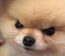 dog Discord emoji