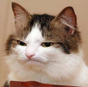 :dissapoint: Discord Emote
