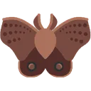 moth moth