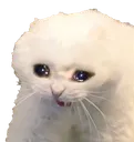 Scaredcat Scaredcat