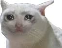 cryingcat Discord Emoji