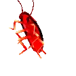 HYPERROACH