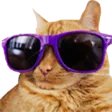 coolCat