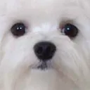 roberto_wow roberto_wow