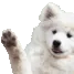 DogeWave