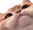 catBrian
