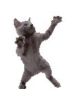 ff_hypercatdance