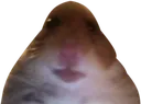 OURHOLYLORDANDSAVIORHAMSTER OURHOLYLORDANDSAVIORHAMSTER