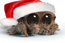 cutespider
