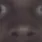 KIN2_5 KIN2_5