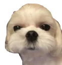 dalgom