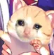 arisusadcatto