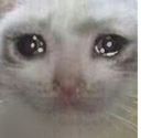 sadcat_OL