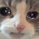 sadcat sadcat