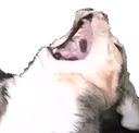 agony