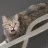 z_cat_wtf