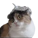 tinfoil_cat