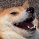 :shiba: