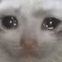 sadcat_QwQ