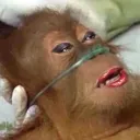 monkeysurgery