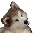dogautiste