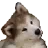 :dogautiste: dogautiste