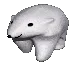 apolar_bear