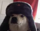 Comradog Comradog