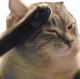 PressF