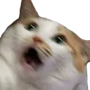 surprisedcat