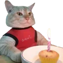 ommiecat ommiecat