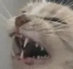 scrunge scrunge