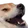 Doge