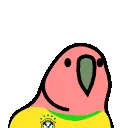 brazilianplayerparrot