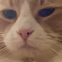 meekoreally