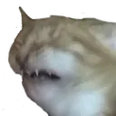 catdisgust catdisgust