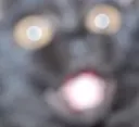 kittyWoke
