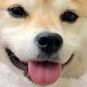 Happydog happydog Discord Emoji