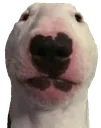 walter walter