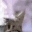 2catsnow Discord Emoji
