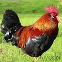 Cock