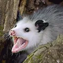 monotonescreaming