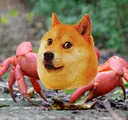 dogecrab dogecrab