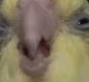 :disgust: Discord Emote
