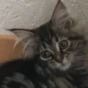 my_cat my_cat