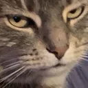 Cat Upset Discord Emoji