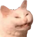 AngryCatto AngryCatto