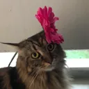 my_preciouscat my_preciouscat