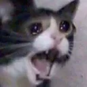 r_kitty_sadcat_noooo