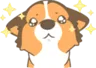 Corgi_PuppyEyes